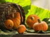 Solar Pumpkins Jigsaw Puzzle